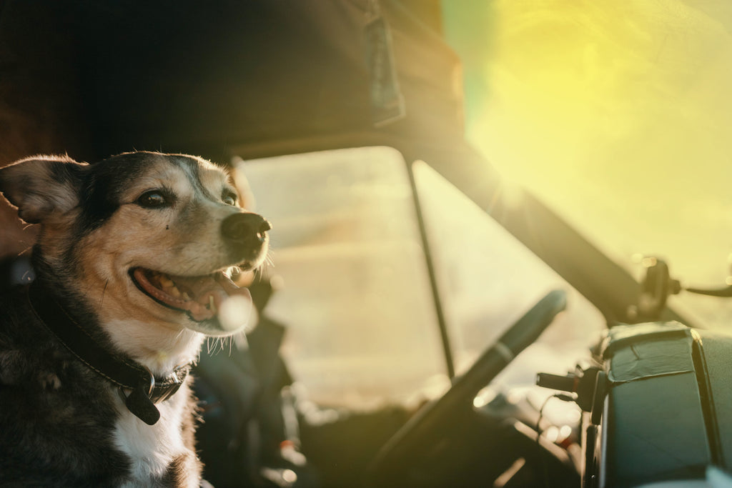 The Benefits of Canine Companions for Truck Drivers